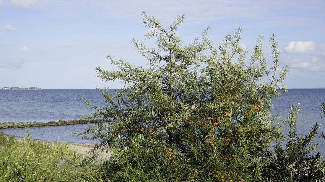 Sanddornstrauch vor Ostsee
