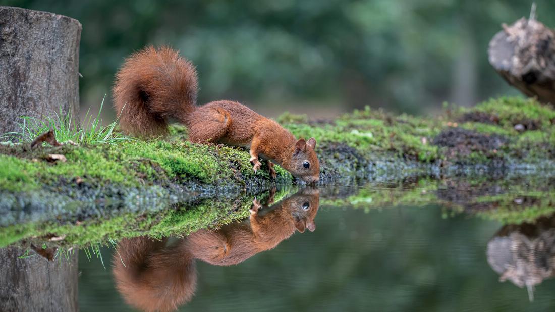 Trinkendes Eichhörnchen – ein Wildtier, das oft in unmittelbarer Nachbarschaft zu Menschen wohnt