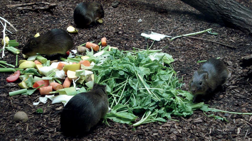 Ratten im Frankfurter Zoo
