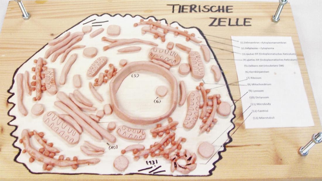 tierische Zelle, Aufbau, DNA, Modell