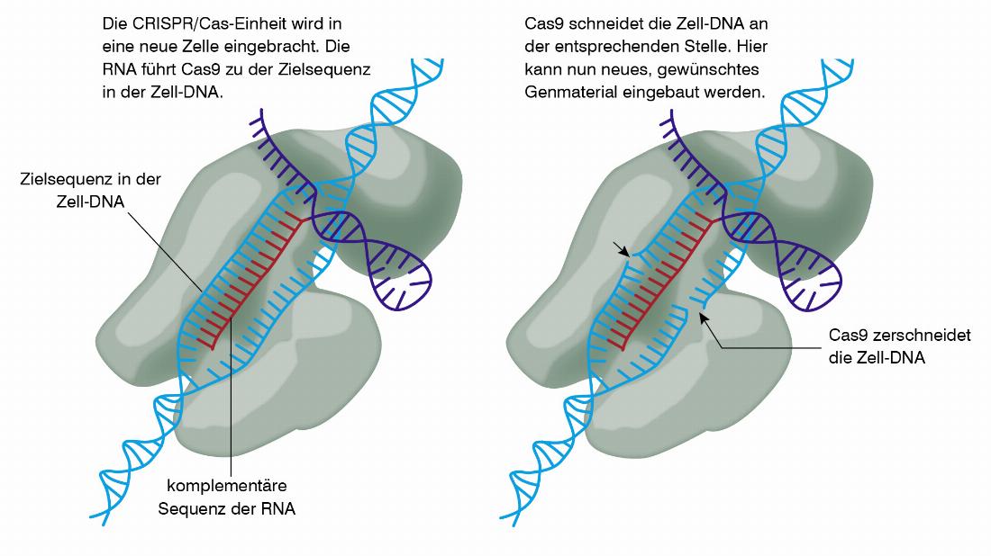 CRISPR/Cas9, DNA, Molekül