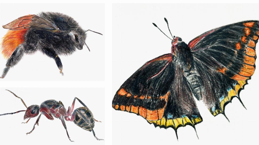 Unterrichtswerke (Jg. 8):  Insekten – Sachzeichnungen